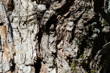 The bark of an old tree lit by the sun as a texture and background