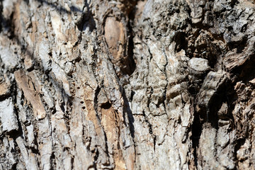 The bark of an old tree lit by the sun as a texture and background