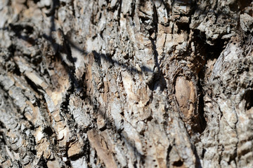 The bark of an old tree lit by the sun as a texture and background