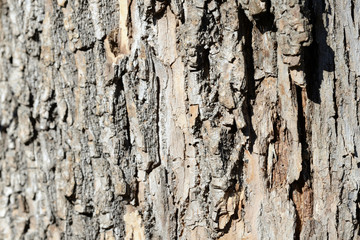 The bark of an old tree lit by the sun as a texture and background