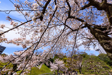 Cherry blossom