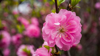pink flowers in garden