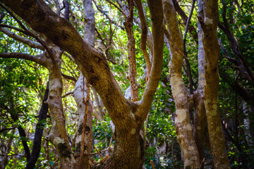 Anaga Forest Reserve. Tenerife. Canary Islands. Spain