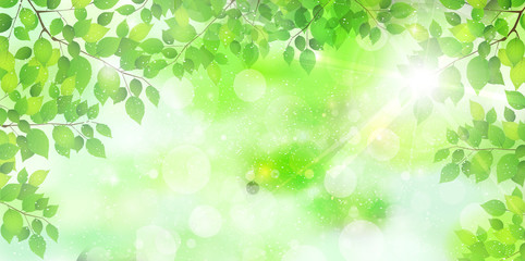 Fototapeta premium 新緑 光 緑 背景 