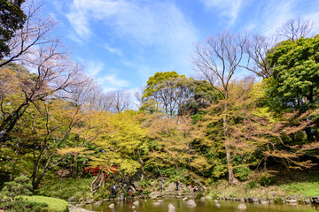 Cherry blossom