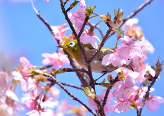 早春のカンザクラにメジロ