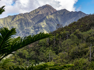 Hawaiian Green Jungle Mountain