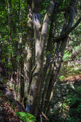 Anaga Forest Reserve. Tenerife. Canary Islands. Spain