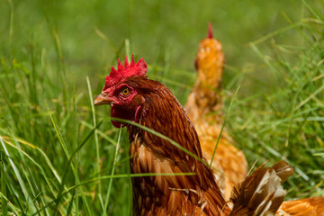 Fototapeta premium Gallinas libres en pastoreo huevos orgánicos pasto verde