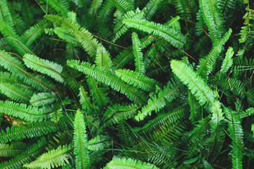 Fototapeta na wymiar The Sword Fern leaves background. Nephrolepis exaltata at forest.