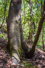 Anaga Forest Reserve. Tenerife. Canary Islands. Spain