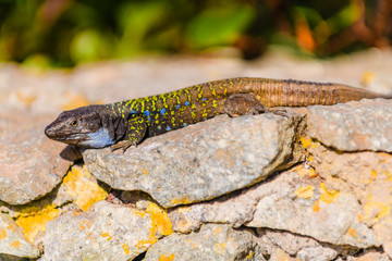 Beautiful lizard. Tenerife. Canary Islands..Spain