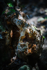 Anaga Forest Reserve. Tenerife. Canary Islands. Spain