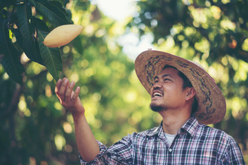 Young smart farmer, mordern mango farm