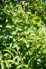 Niedojrzałe orzechy na drzewie