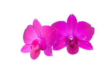 purple orchids isolated