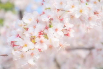 桜