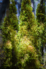 Anaga Forest Reserve. Tenerife. Canary Islands. Spain