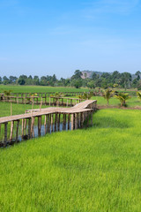 Fototapeta premium Vintage wooden bridge in the rice field at the countryside