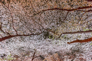  Cherry Blossoms at Night