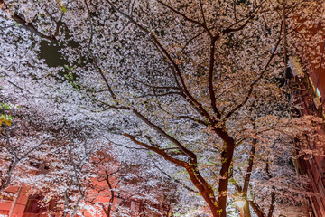  Cherry Blossoms at Night
