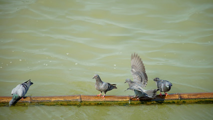    Birds life in Thailand river      