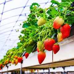 Picking strawberries in japan
