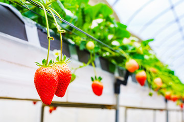Picking strawberries in japan