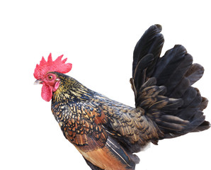 Bantam chicken isolated on white background, Black with brown and orange color stripes of of the feathers on the hen body, Thailand