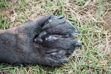Dog's paw with open sores and swelling