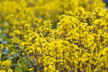 Obraz premium コウサイタイの黄色い花が咲く