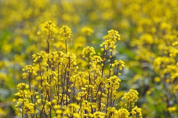 コウサイタイの黄色い花が咲く