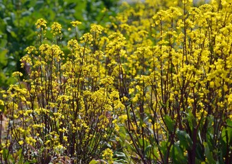 コウサイタイの黄色い花が咲く