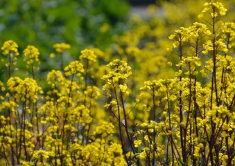 コウサイタイの黄色い花が咲く