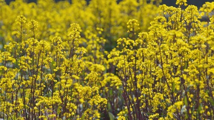 コウサイタイの黄色い花が咲く