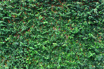 Ivy foliage covering brick wall textured background.