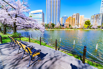 [東京都] 上野公園の桜 (No.9000)