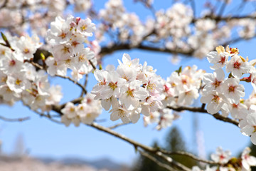 【日本の春】満開の桜