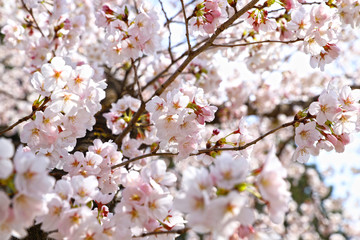 【日本の春】満開の桜
