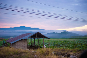 Colorful sky cloud sunrise in tobacco plantation farm countryside