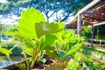 Strawberry plant in home garden