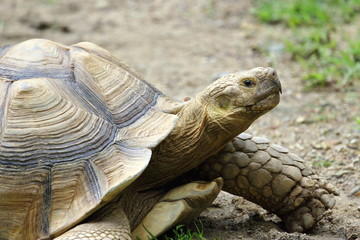 Head of a large land turtle close-up