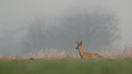 Sarna w środowisku naturalnym na wiosennej, dzikiej, porannej łące. © Rafał Okraj