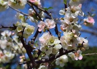 Obraz premium ボケの花が咲く