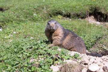 Murmeltier