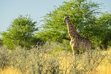Fototapeta na wymiar Giraffe - Giraffa giraffa, safari in Etosha National Park, Namibia, Africa. Cute member of African big five.