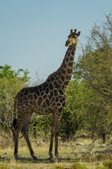 Giraffe - Giraffa giraffa, safari in Etosha National Park, Namibia, Africa. Cute member of African big five.