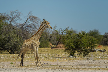 Giraffe - Giraffa giraffa, safari in Etosha National Park, Namibia, Africa. Cute member of African big five.