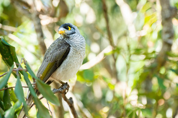 Noisy Miner