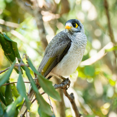 Noisy Miner